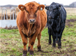 Le transfert d'une ferme bovine… L'écoute et l'observation, les clés du succès!