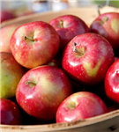 Étude sur le coût de production du secteur Pommes tardives 2016