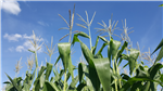 Performance agronomique au champ de cultivars de canola et d'hybrides de maïs-grain non génétiquement modifiés