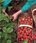 Survol des pratiques et des recherches sur la fraise biologique d'ici et d'ailleurs