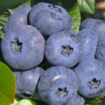 Bleuet en corymbe, Fiche technique : La drosophile à ailes tachetées dans les petits fruits