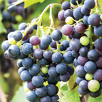 Vigne, Fiche technique : Flétrissement des baies de raisin et dessèchement de la rafle