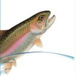 Réalités de l'aquaponie au Québec