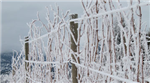 Survivre à l’hiver : Nouvelles pratiques de gestion des vignobles