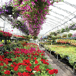 Cultures ornementales en serre, Fiche technique : Aleurode des serres et aleurode du tabac