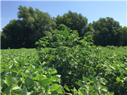 Enquête sur les mauvaises herbes résistantes au glyphosate dans les régions de la Montérégie, du Centre-du-Québec et de Lanaudière