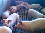 L’alimentation de précision : personnalisée et profitable