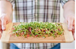 Commercial Microgreens : Production and Best Practices