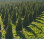 Journée des producteurs en pépinière 2019 - IQDHO