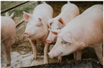 La peste porcine africaine : un sujet chaud à Banff