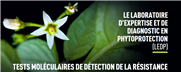 Tarif du LEDP : Tests moléculaires de détection de la résistance des mauvaises herbes aux herbicides