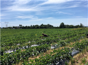 Fraises biologiques avec plasticulture : études de différentes stratégies de fertilisation azotée sur les rendements et la rentabilité de la culture
