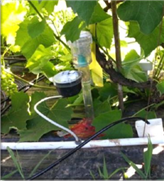 Évaluer le potentiel de l'irrigation pour la production du raisin de table