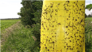 Entomofaune en haies brise vent riveraines de Missisquoi - bassin versant de la Rivière aux Brochets