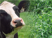 L'effet du poids corporel pendant la période d'élevage sur la production future des vaches laitières au Québec