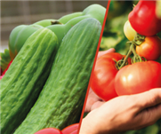 Cultiver des serres en petites surfaces, un effet bœuf sur votre mise en marché