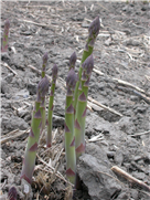 De nouvelles façons de faire dans l’asperge…