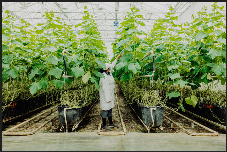 Photo : Gen V, serre en production (Photo : Gen V - Andrew Tche)