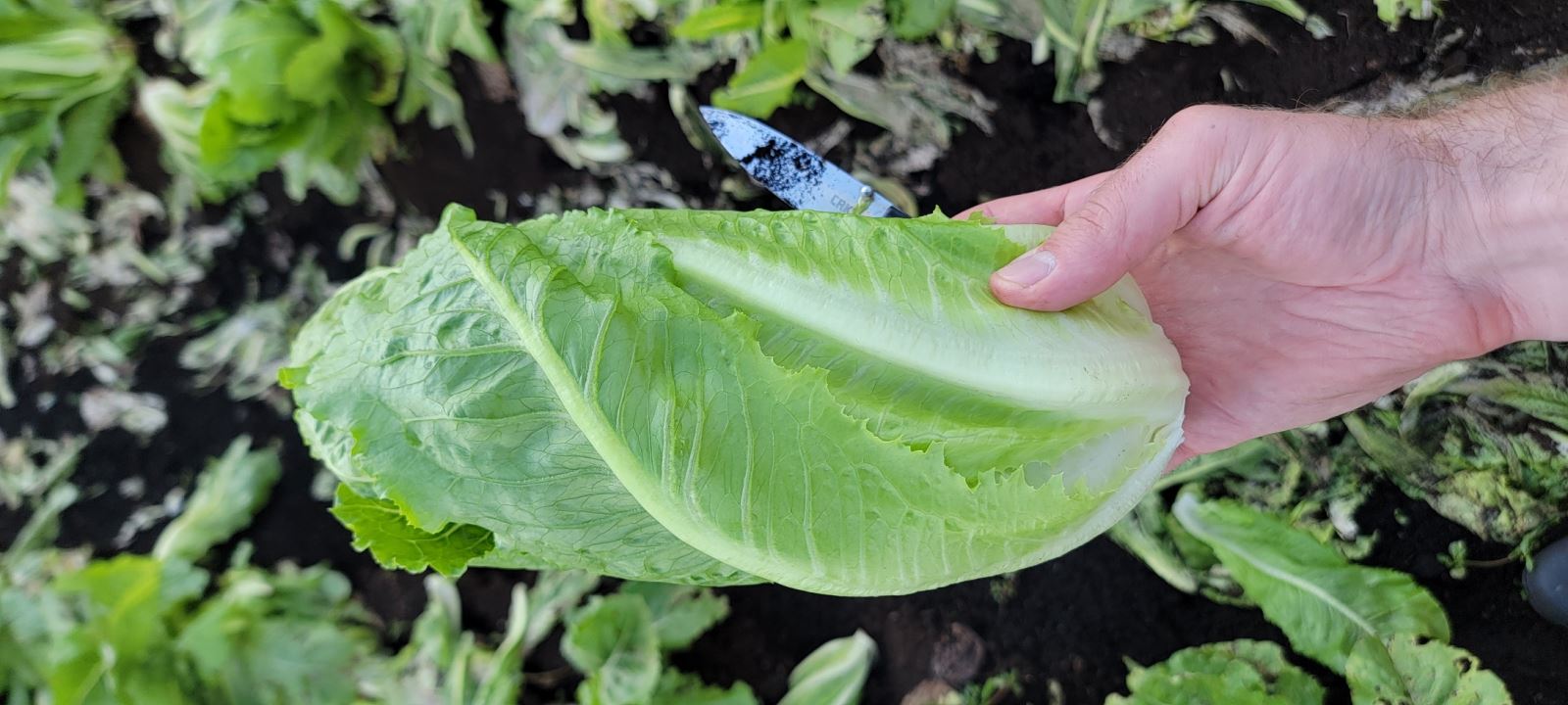 Image Agri-Réseau