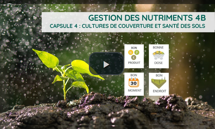 Gestion des nutriments 4B - Capsule 4 : Cultures de couverture et santé des sols