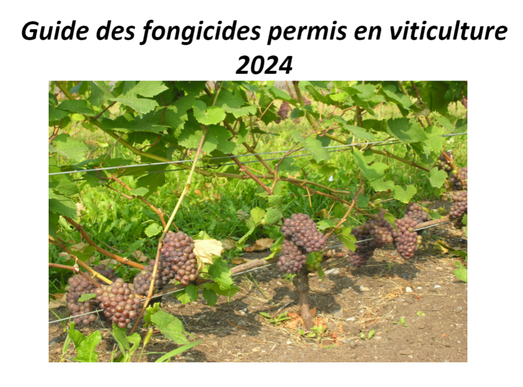 guide fongicides 2024