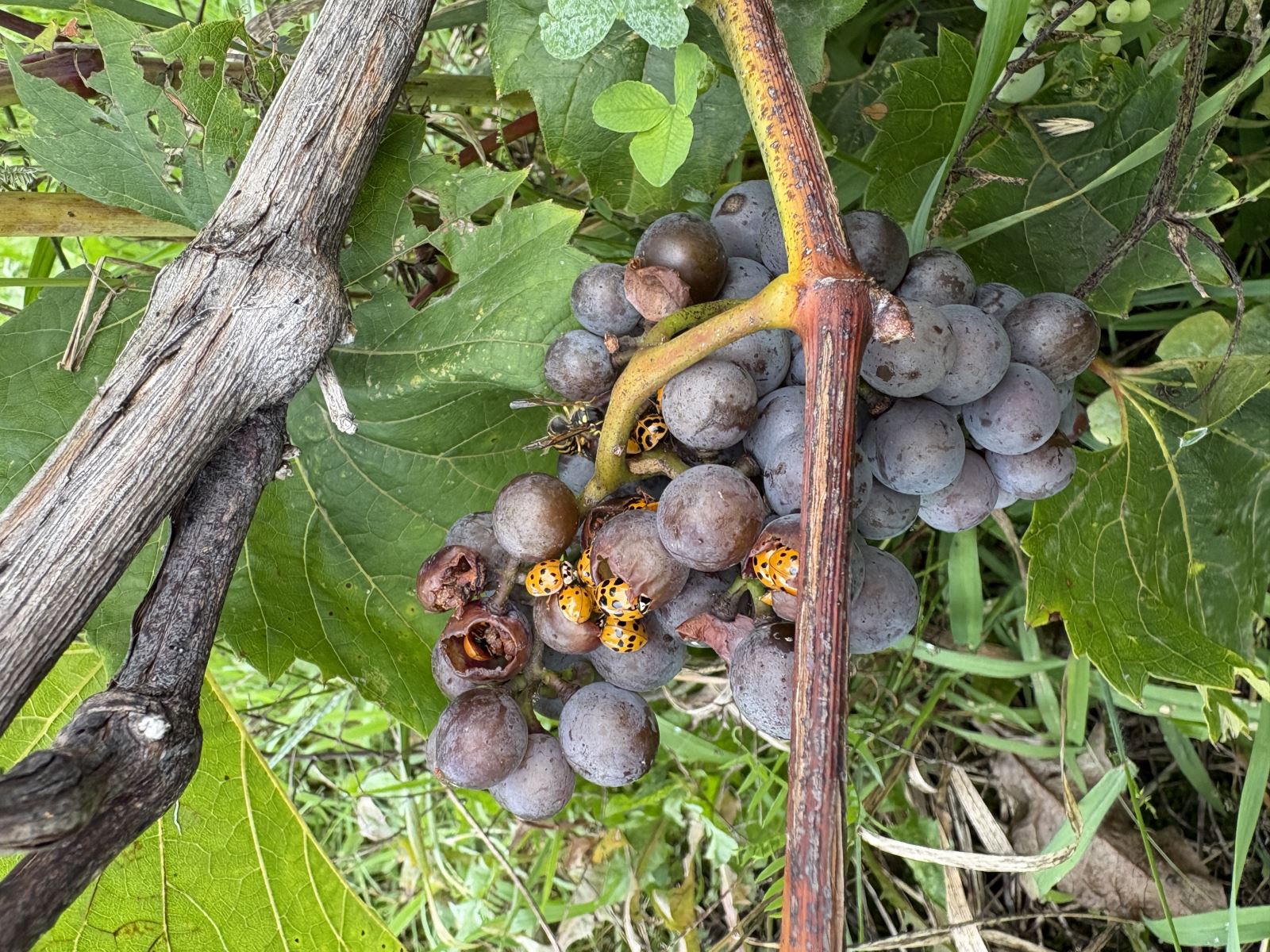 Image Agri-Réseau