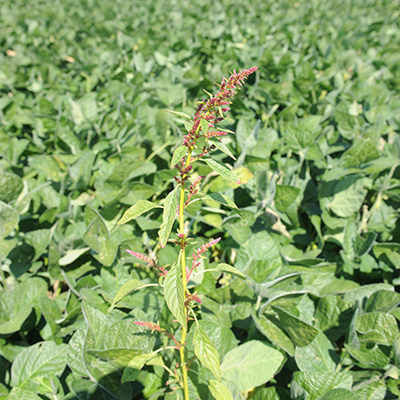 Amarante tuberculée en floraison