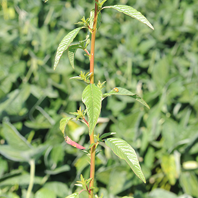 Feuilles à marge entière et lisse