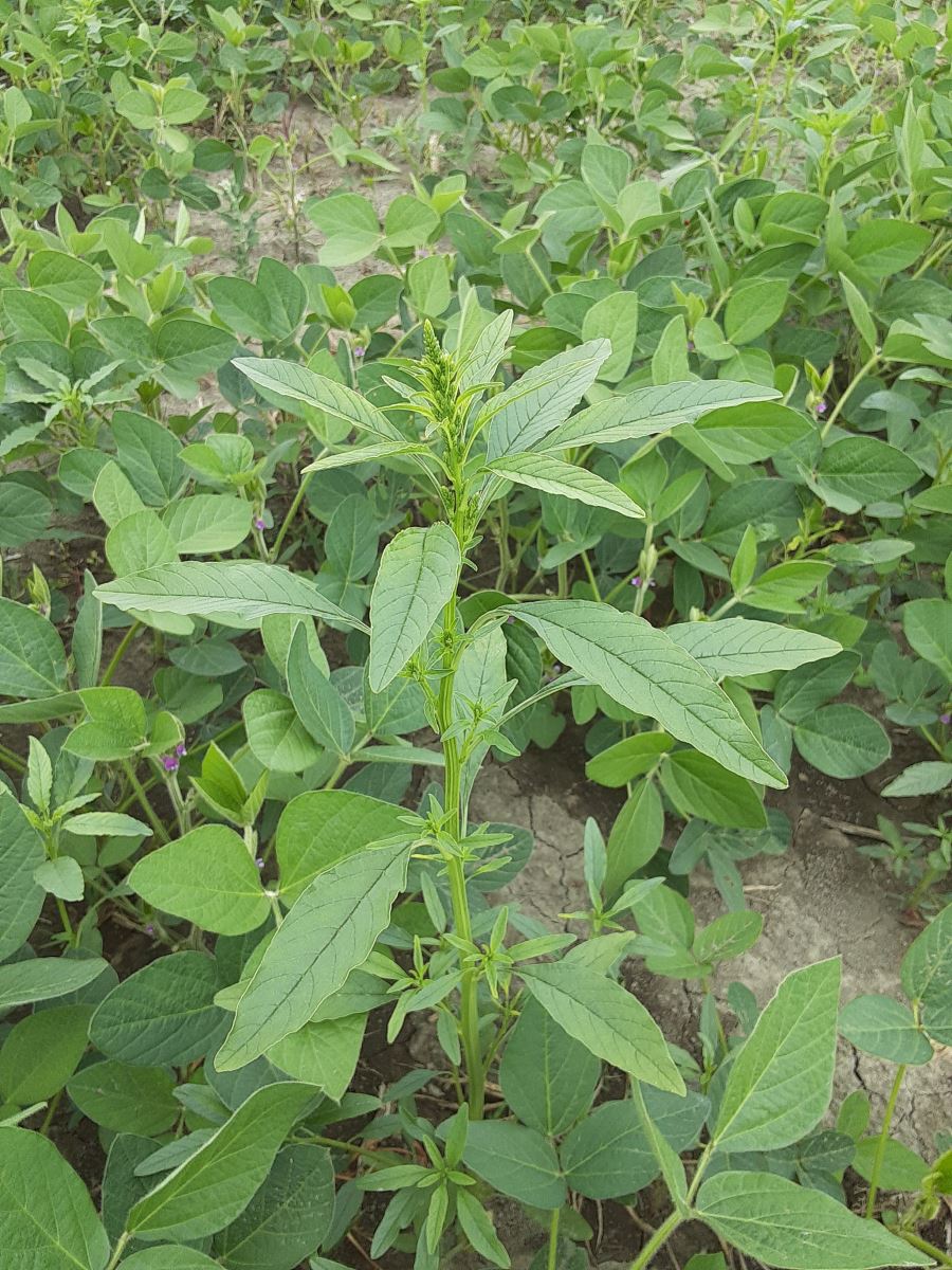 Amarante tuberculée dans un champ de soya