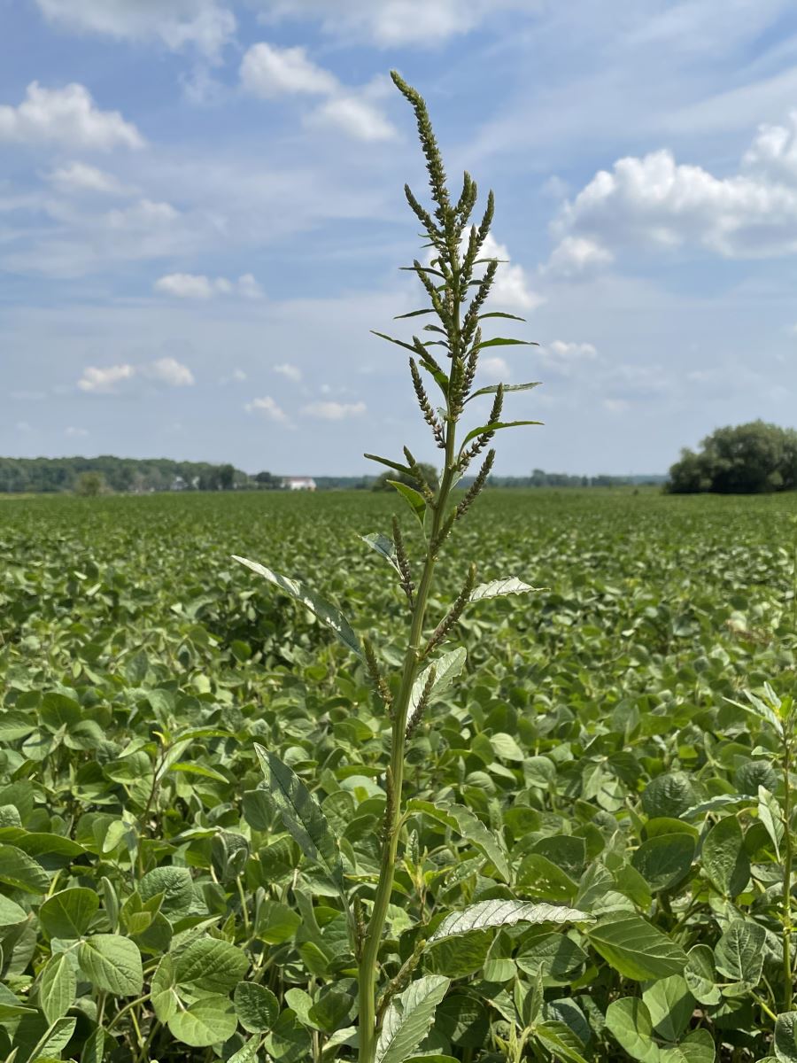 Amarante tuberculée dans le soya