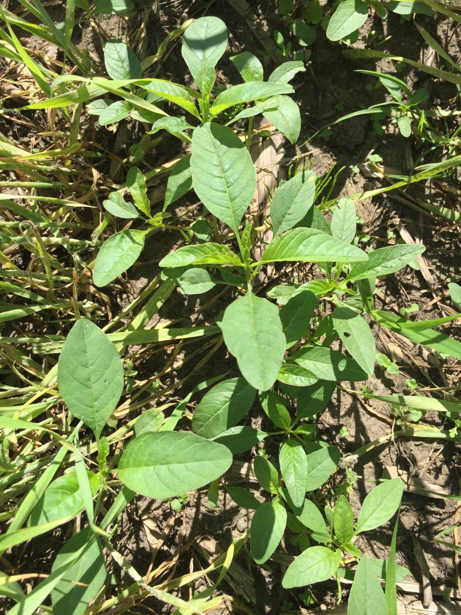 Amarante tuberculée dans le blé