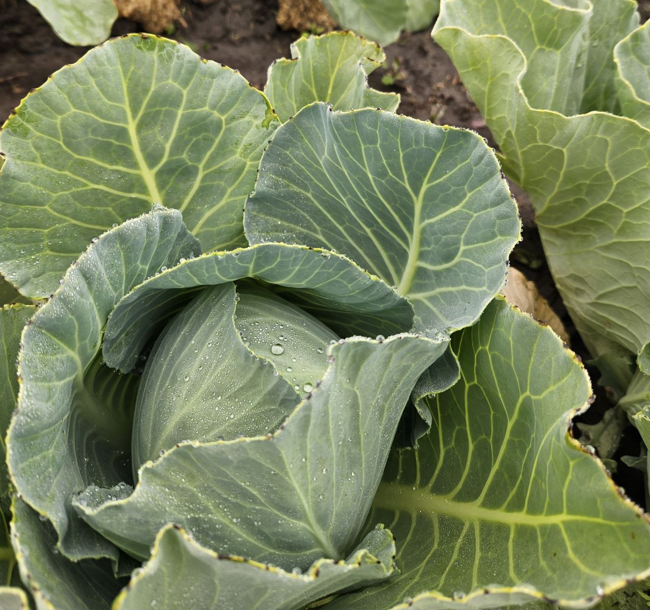 Image Agri-Réseau