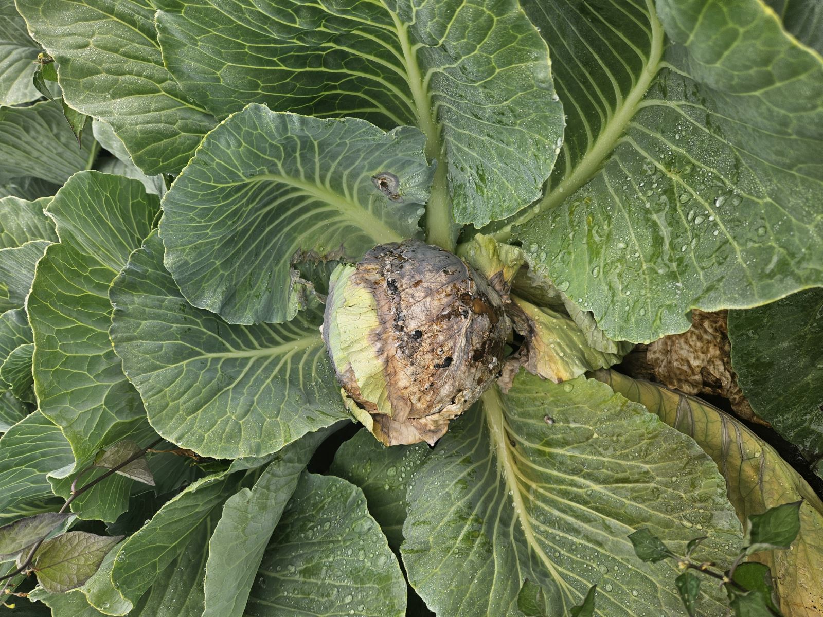 Image Agri-Réseau