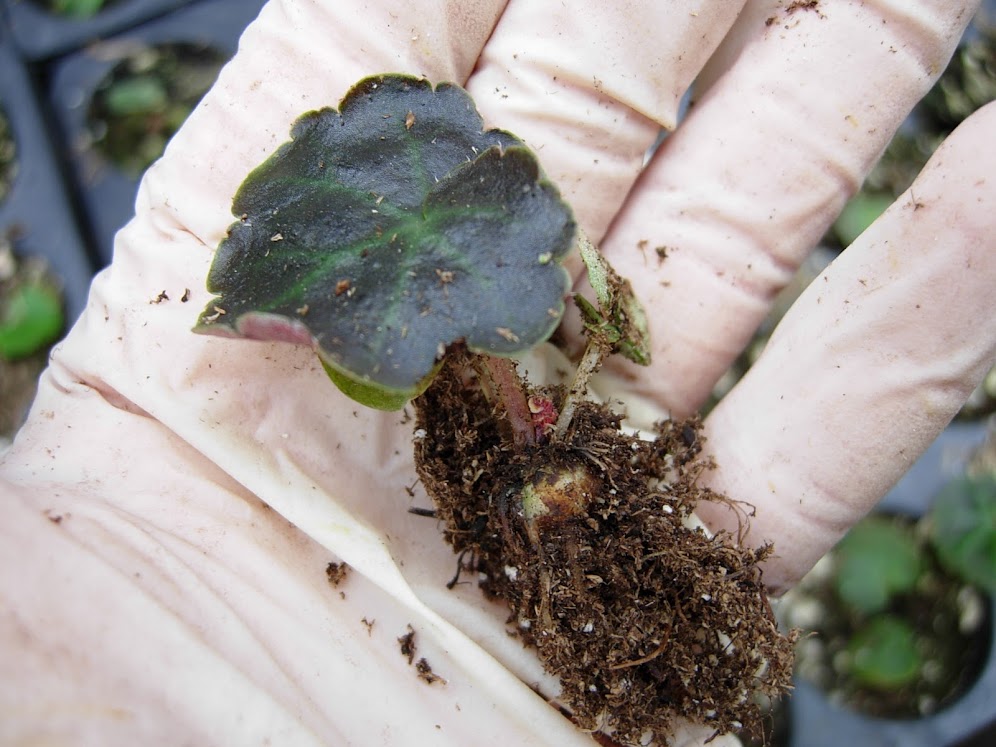 Tubercule de Begonia x tuberhybrida