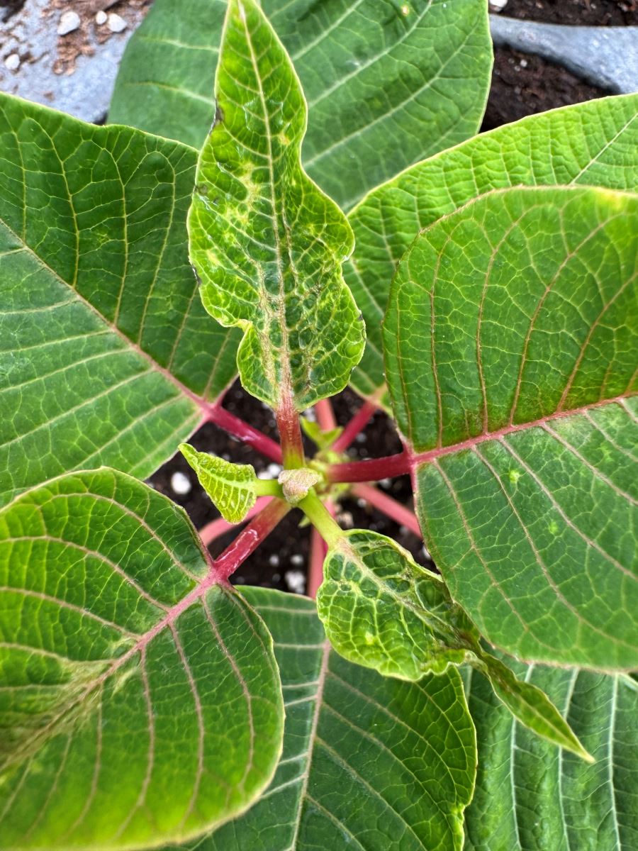 Dommages thrips parvispinus poinsettia