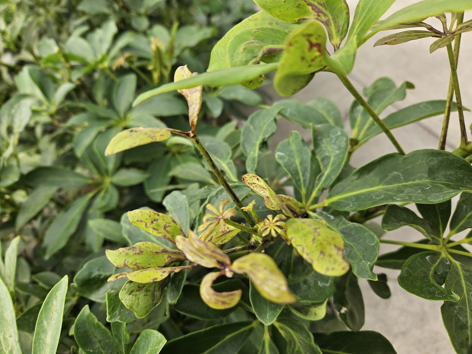 Dommages Thrips parvispinus Schefflera