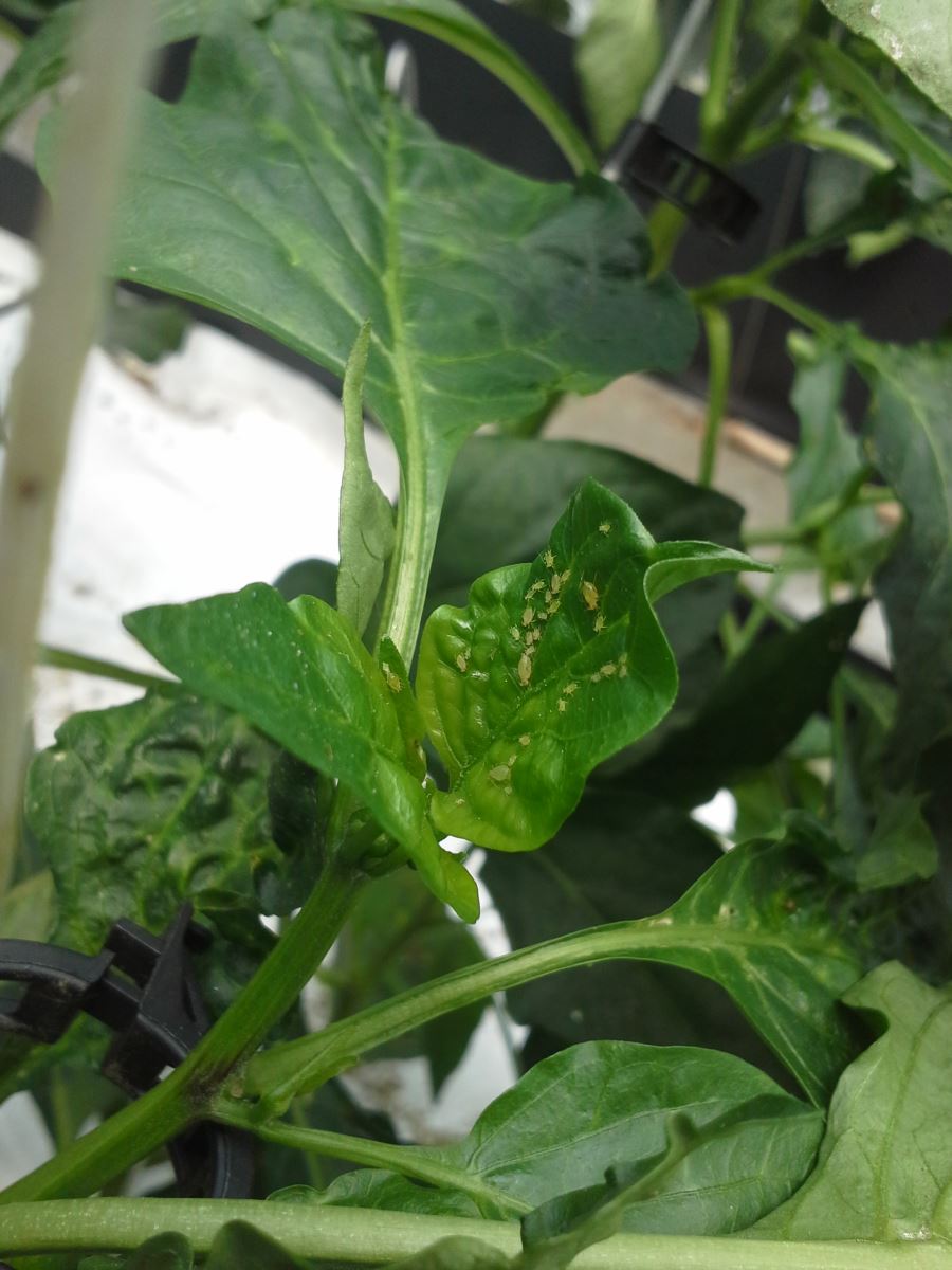 Pucerons dans le poivron