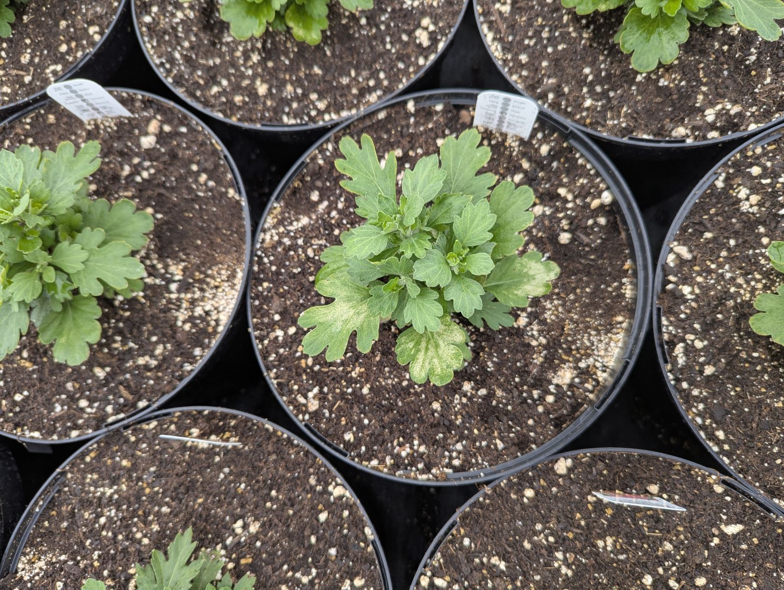 Plantule de chrysathemum sp.