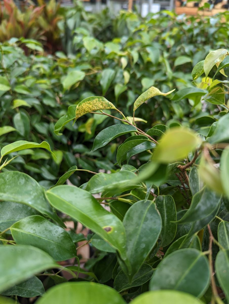 Feuille de figuier enroulée par un thrips du figuier