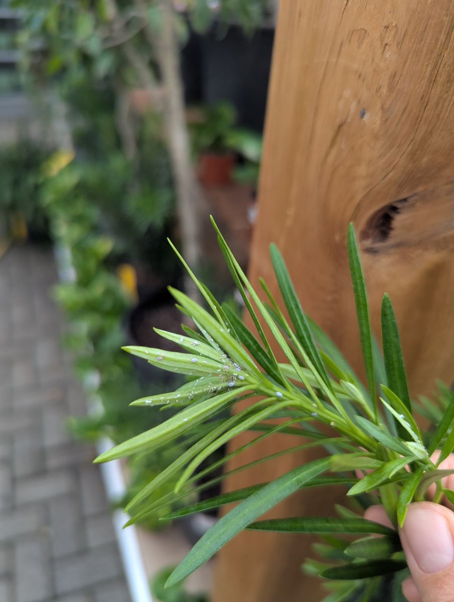 Pucerons sur Podocarpus macrophyllus