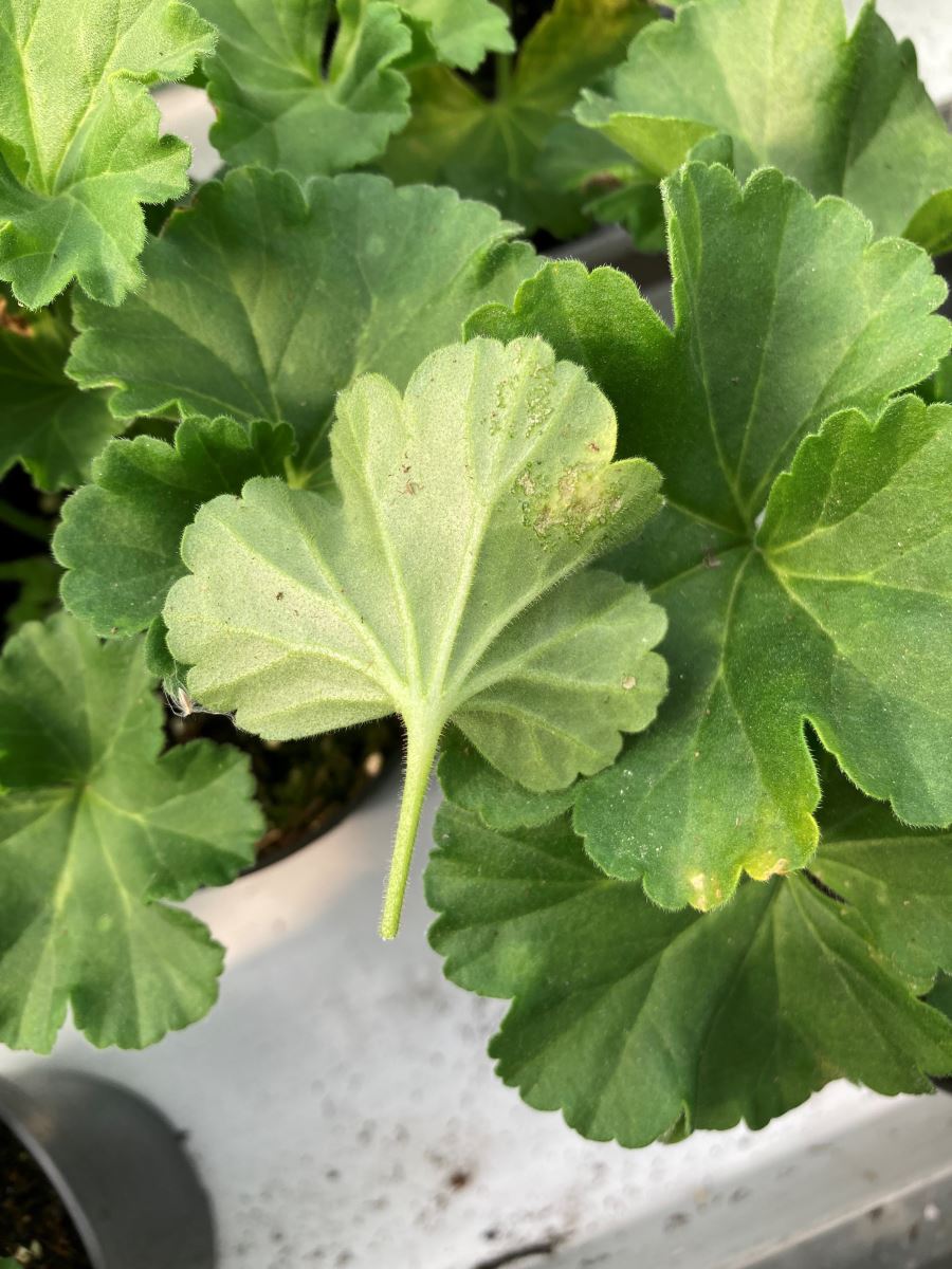 Dommages tétranyque Pelargonium
