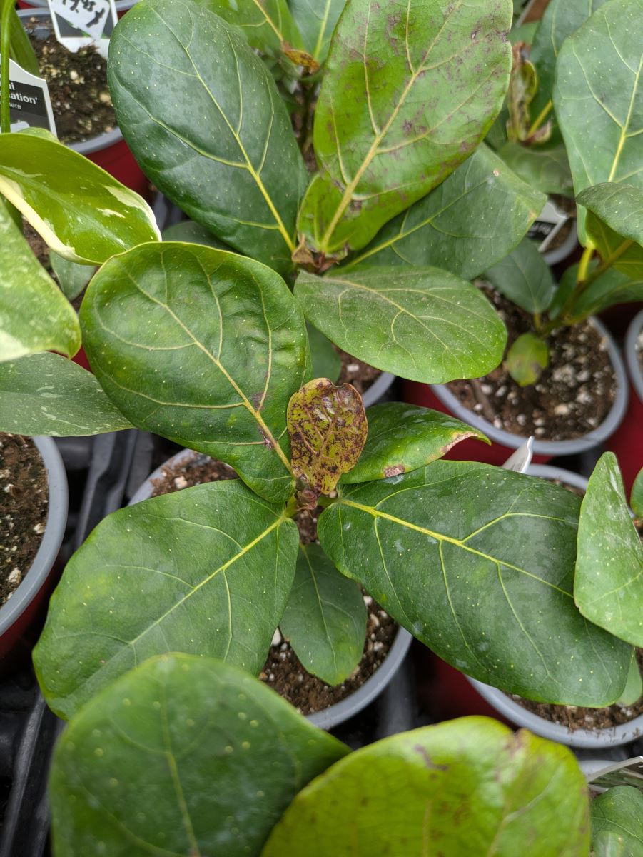 Dommages thrips parvispinus ficus