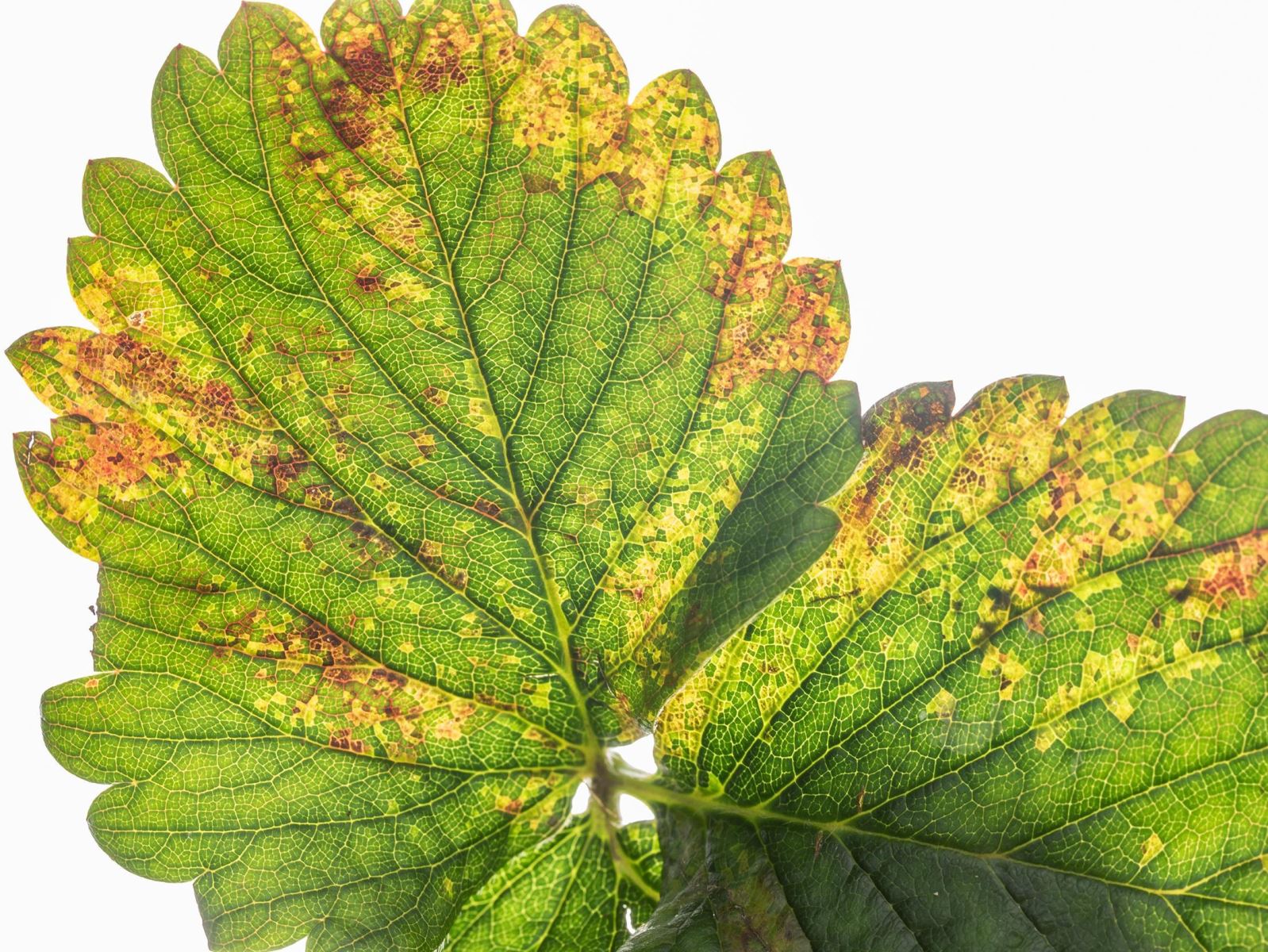 Image Agri-Réseau