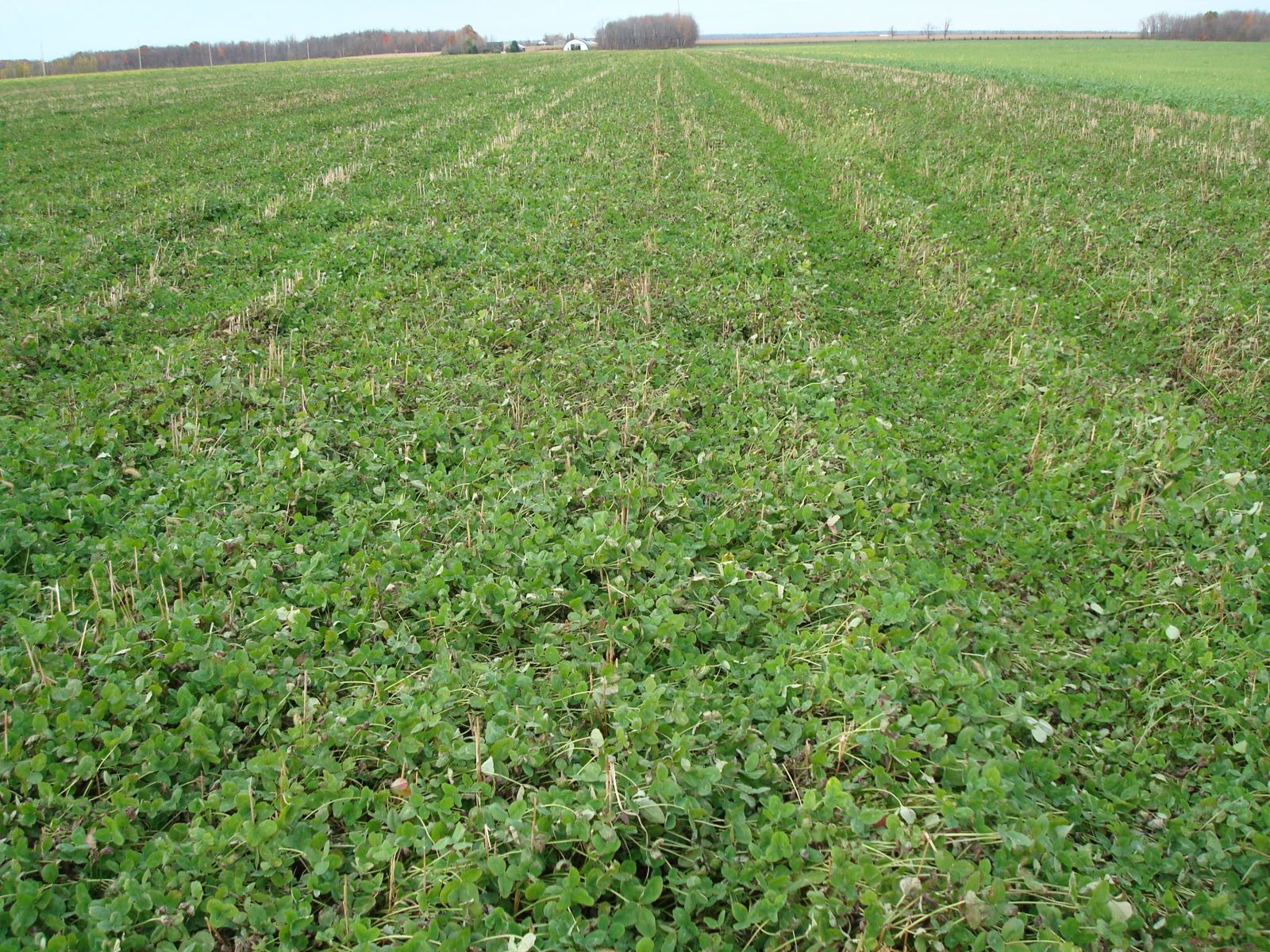 Culture de couverture de trèfle rouge en intercalaire dans du blé (photos : Anne Weill) 