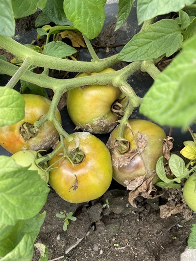 Image Agri-Réseau