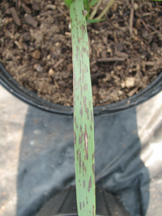 Anthracnose des graminées Calamagrostis