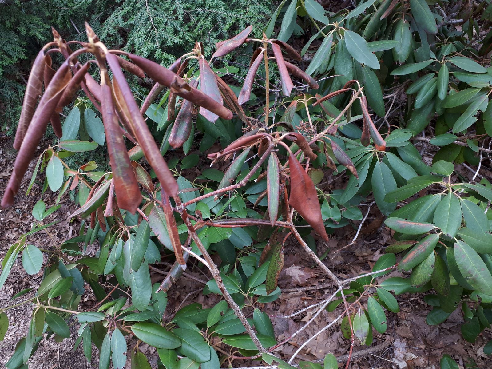 Dessication hivernale rhododendron