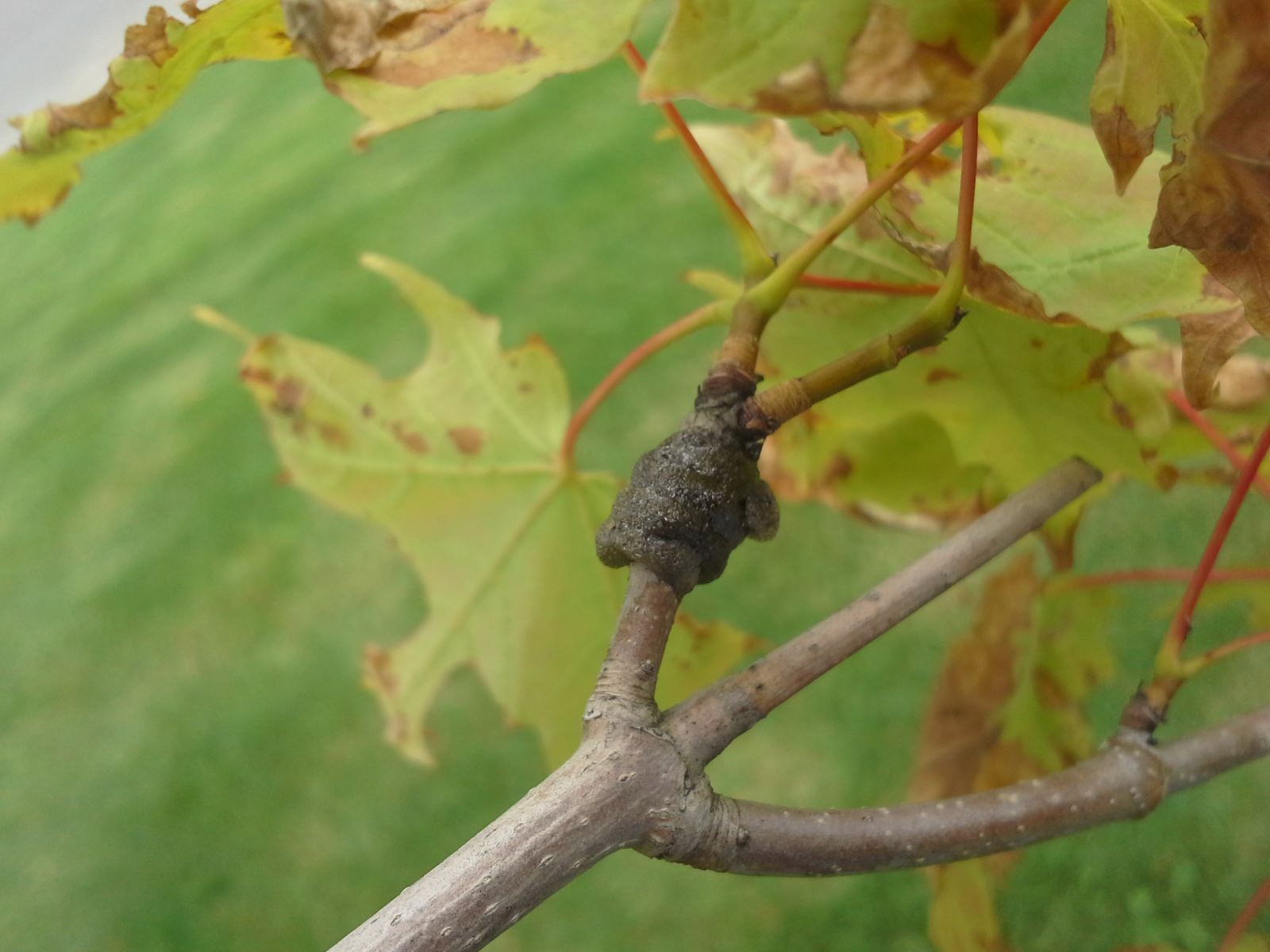 Oeufs de livrée d'Amérique