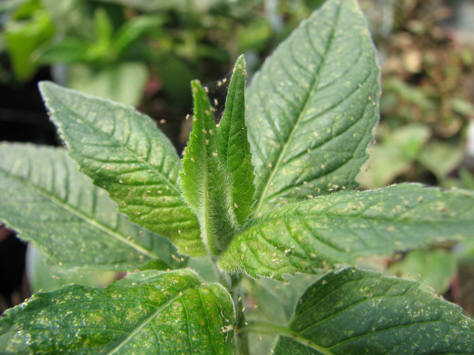 Tétranyque à deux points monarde