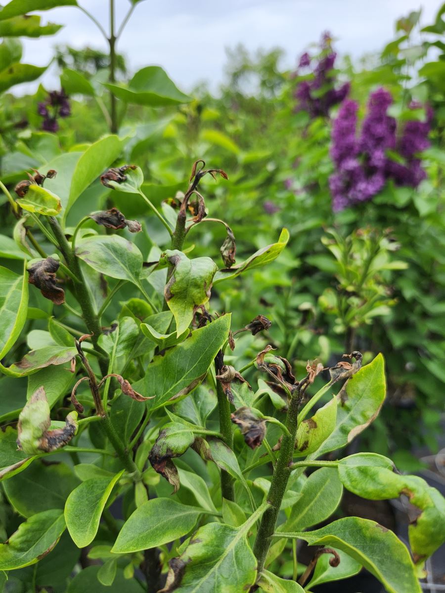 brûlure bactérienne du lilas